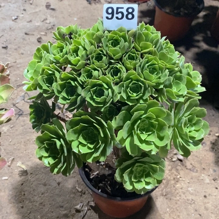 法师一物一拍958