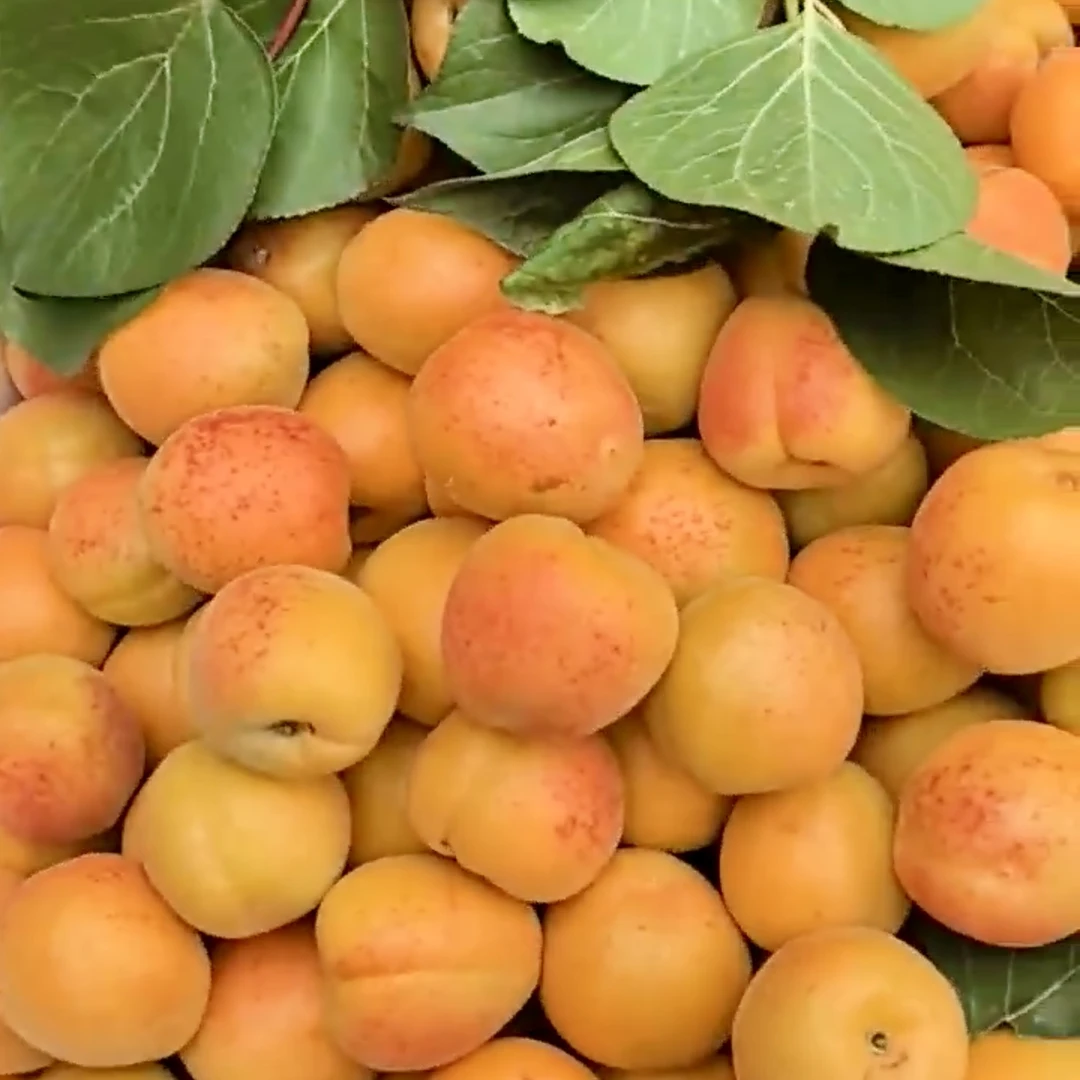 【北寨红杏】北京平谷特产·宝宝孕妇放心吃·酸甜可口3斤起北京市