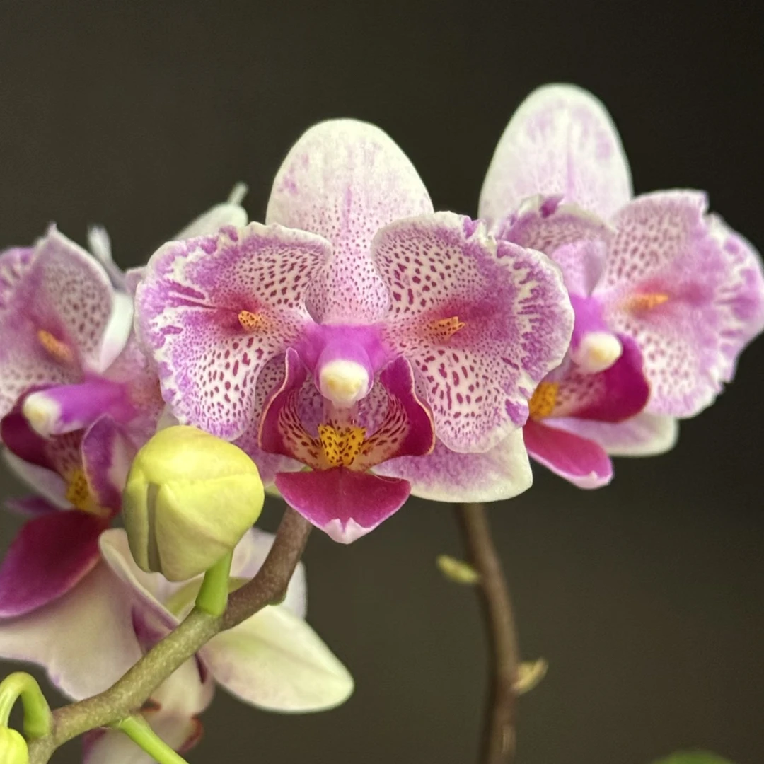 【爆米花】2.8寸杯 自带两眼变异 小叶子品种 根少