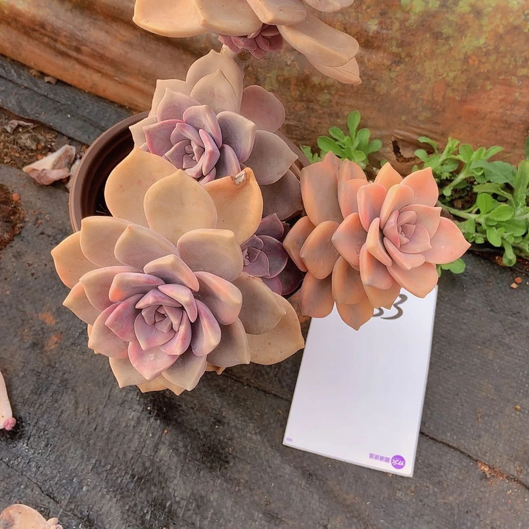 一物一拍多肉外播紫乐锦833