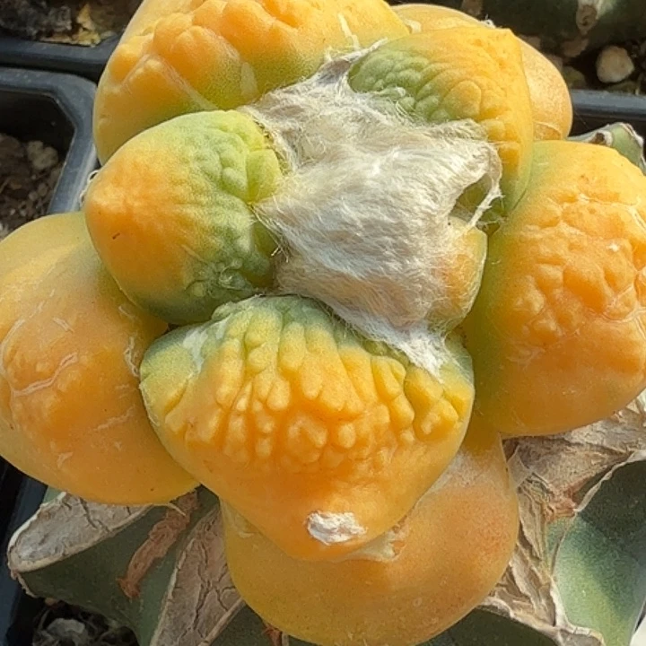 无花朵怒涛连山锦197