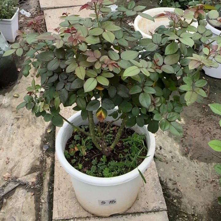 完全开放精品月季花