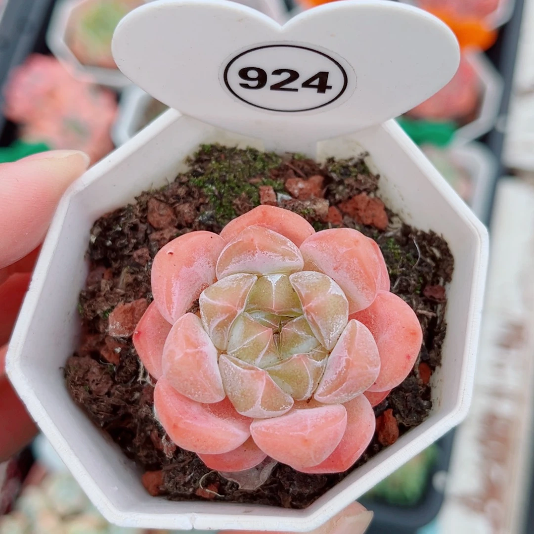 924号小老桩糖心单头