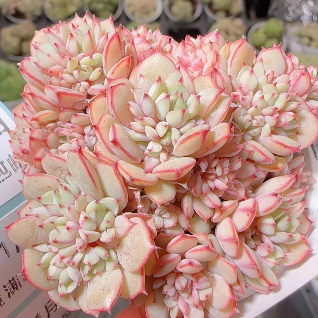 花语逸镜1103-238甜茶