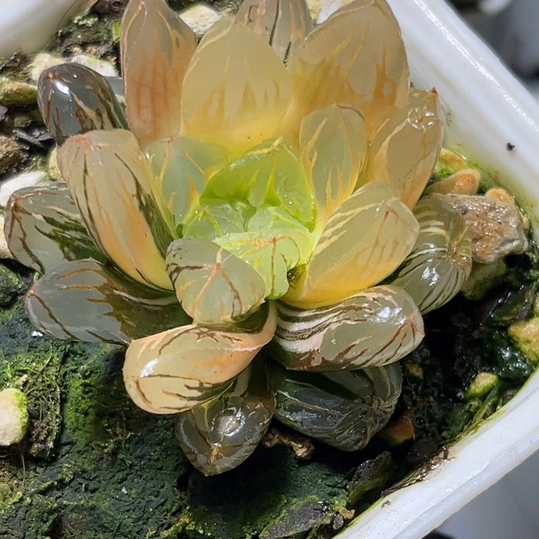 十二卷多肉植物81日出糊斑
