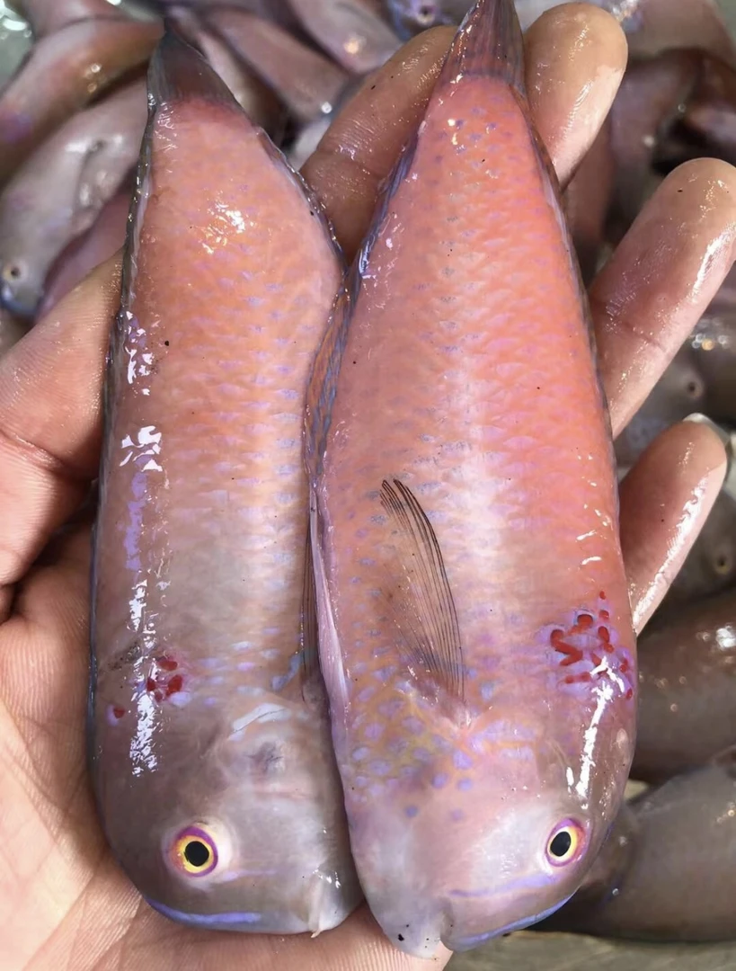 惠来县神泉本港马头莺歌鱼 顺丰冷链