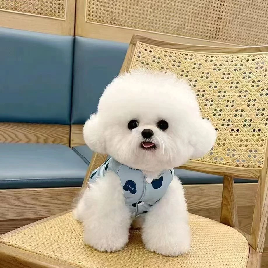 可爱比熊幼犬活体狗狗