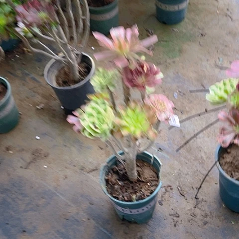 梅***姐嫁接的过程中1888