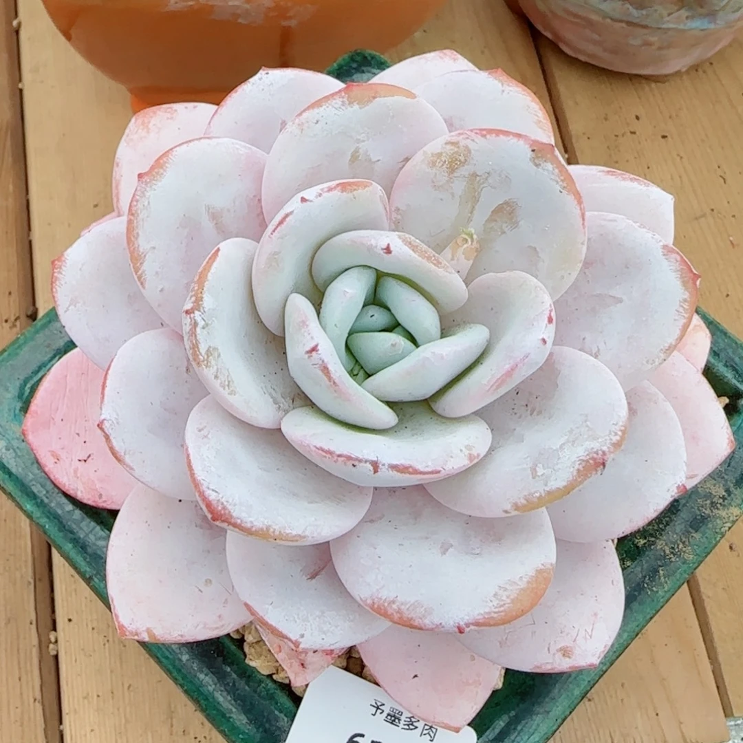 雪茶，6104多肉植物