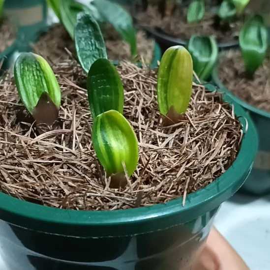 无花朵君子兰小苗君子兰小苗君子兰