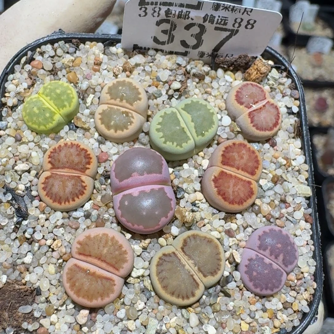 zzzz精品生石花337