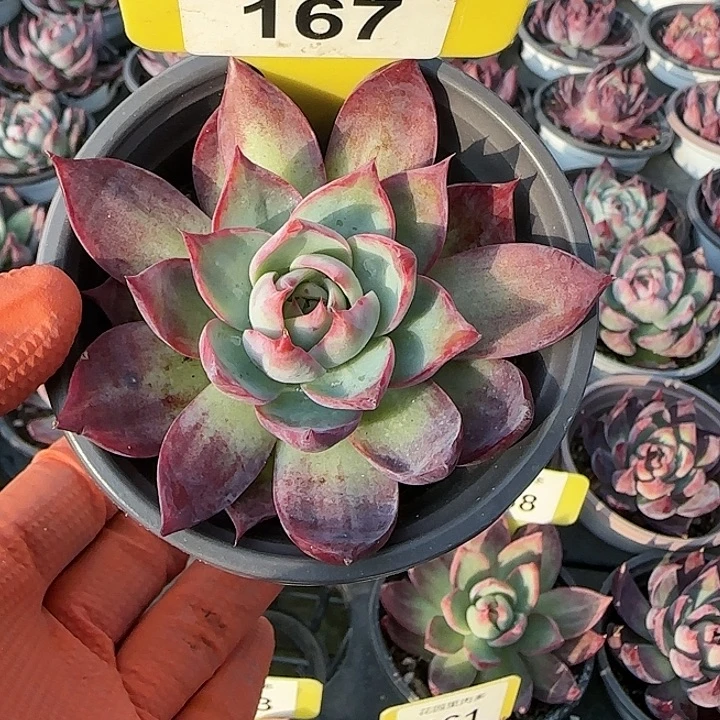 真***啊167 惊鸿仙子多肉植物6-9