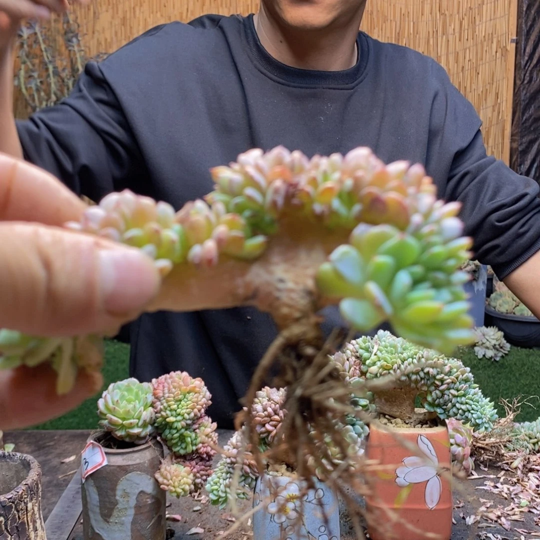 敏*53 号白胖子多肉