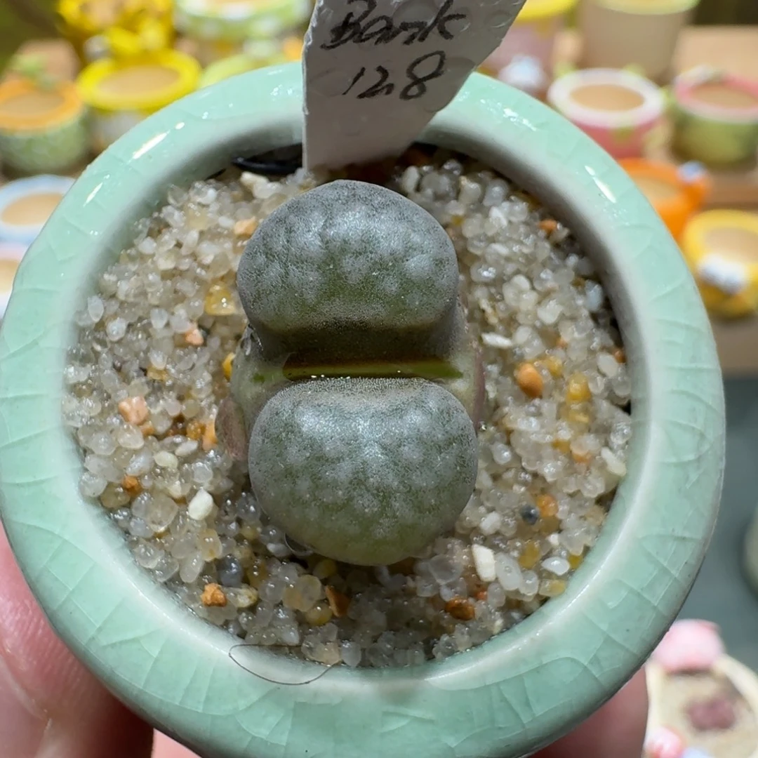 蘑菇1147班克磁铁多肉植物