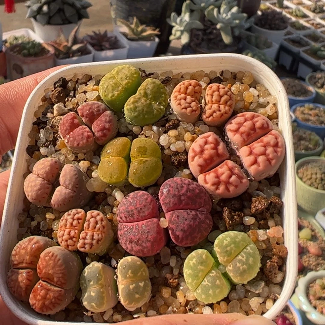 特价母本双头多肉植物带盆发