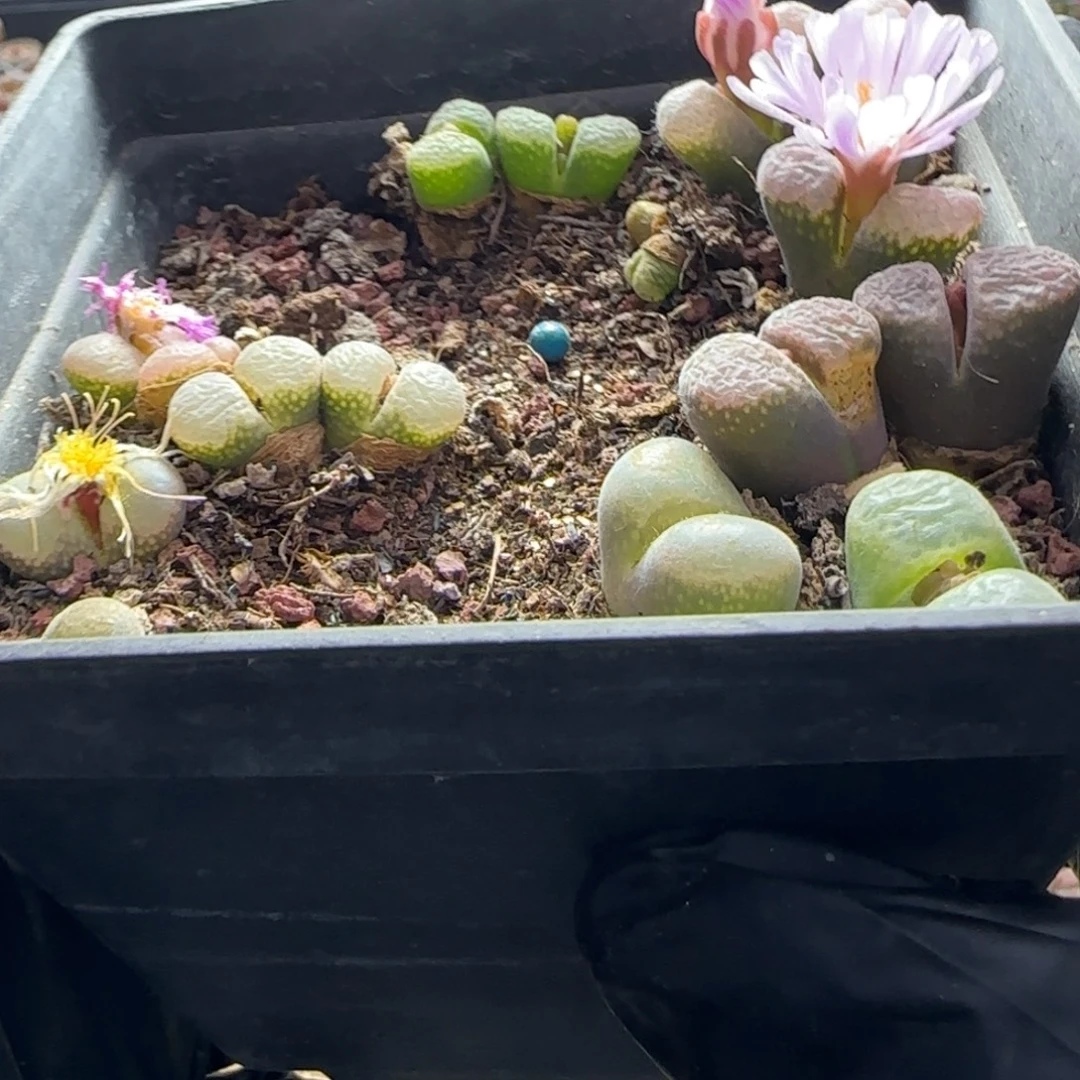 6613--一物一拍 带盆