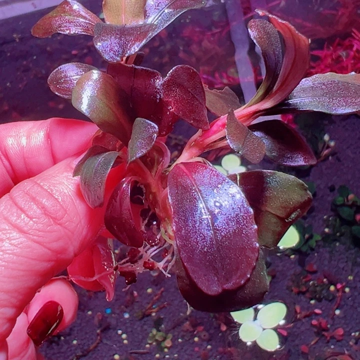 福利21号福利价植物一头