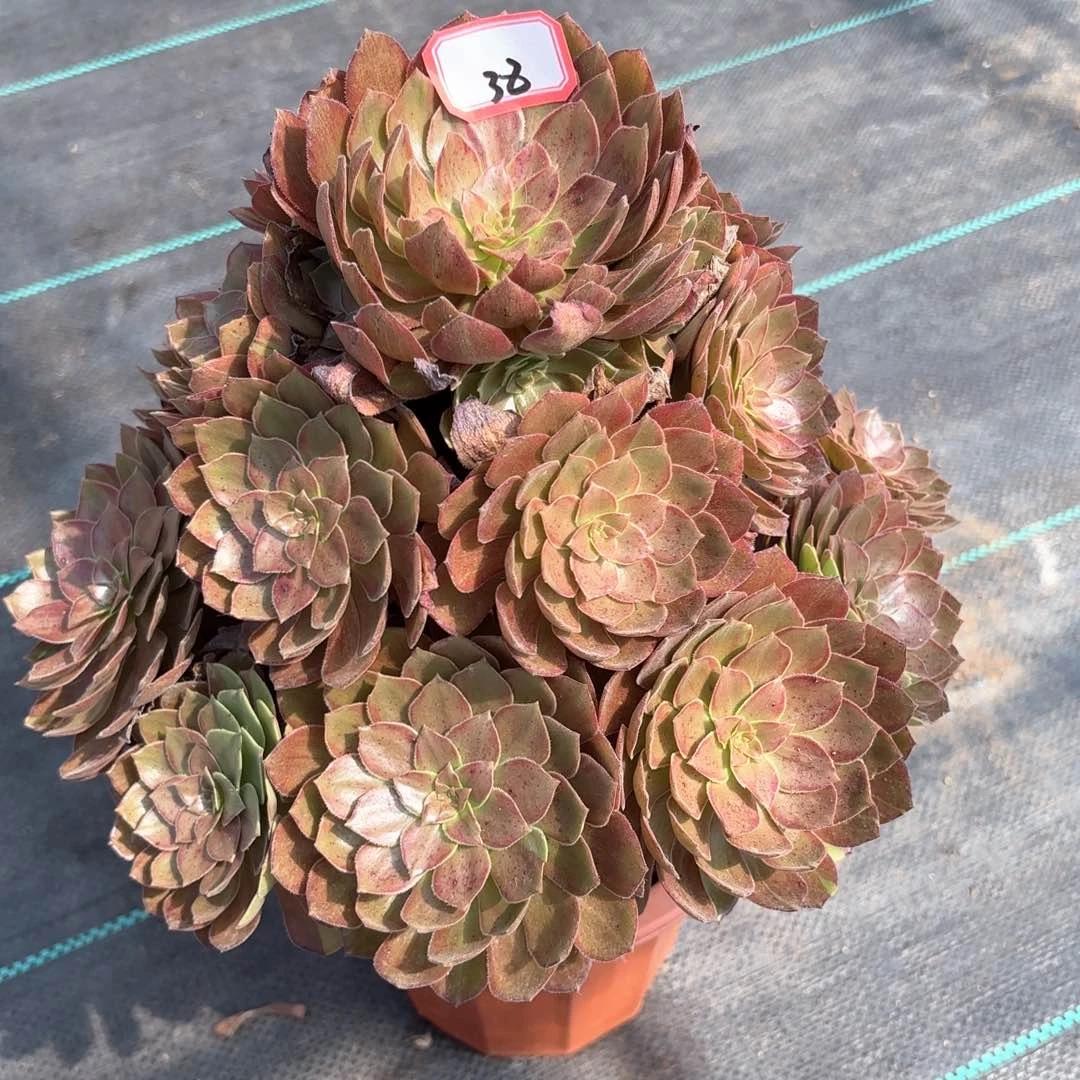 无花朵35万灰多肉植物