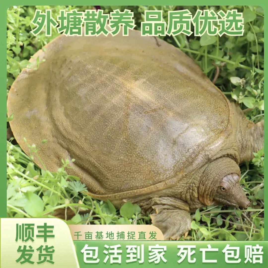 公甲鱼（单只5.5-6斤）【青黄背】甲鱼  外塘 顺丰包邮