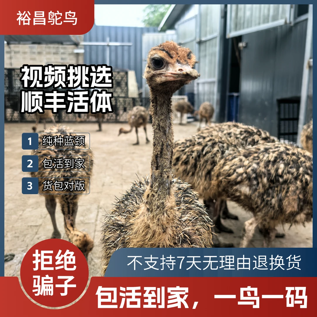 【9斤以上脱温幼苗】宠物文鸟，一苗一码