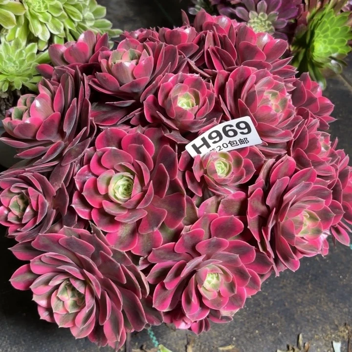 明***光瑞妈一物一拍969