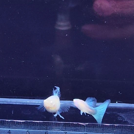 孔雀鱼5蓝白绣球一对