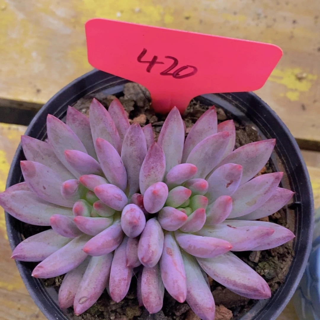 试营业，第2天，运费险