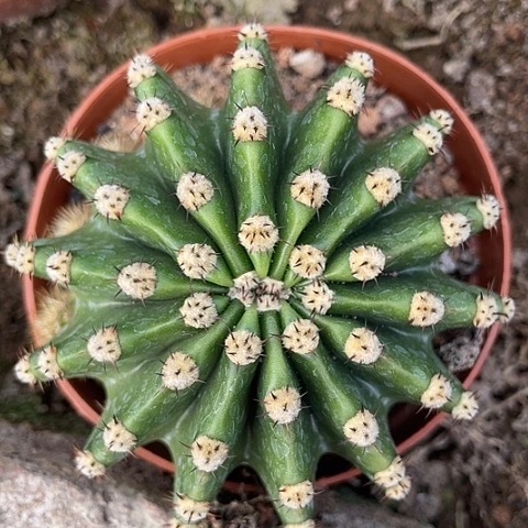 实生高绒细刺彩草295