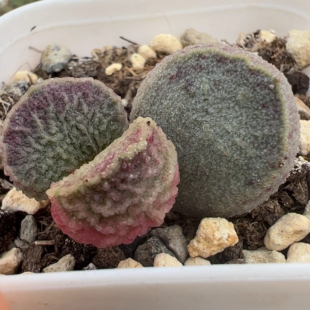 哈莫猪肝大苗多肉植物