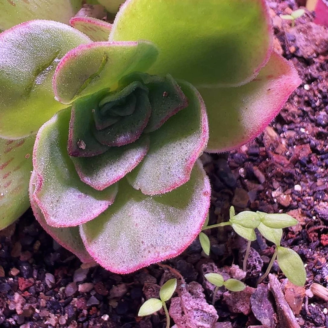 不*?陈陈812白龙侧芽微瑕。