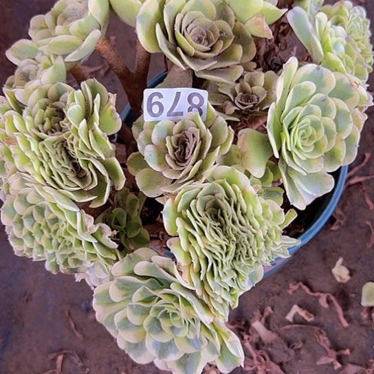 鹤***）多肉植物一个绿豆沙追