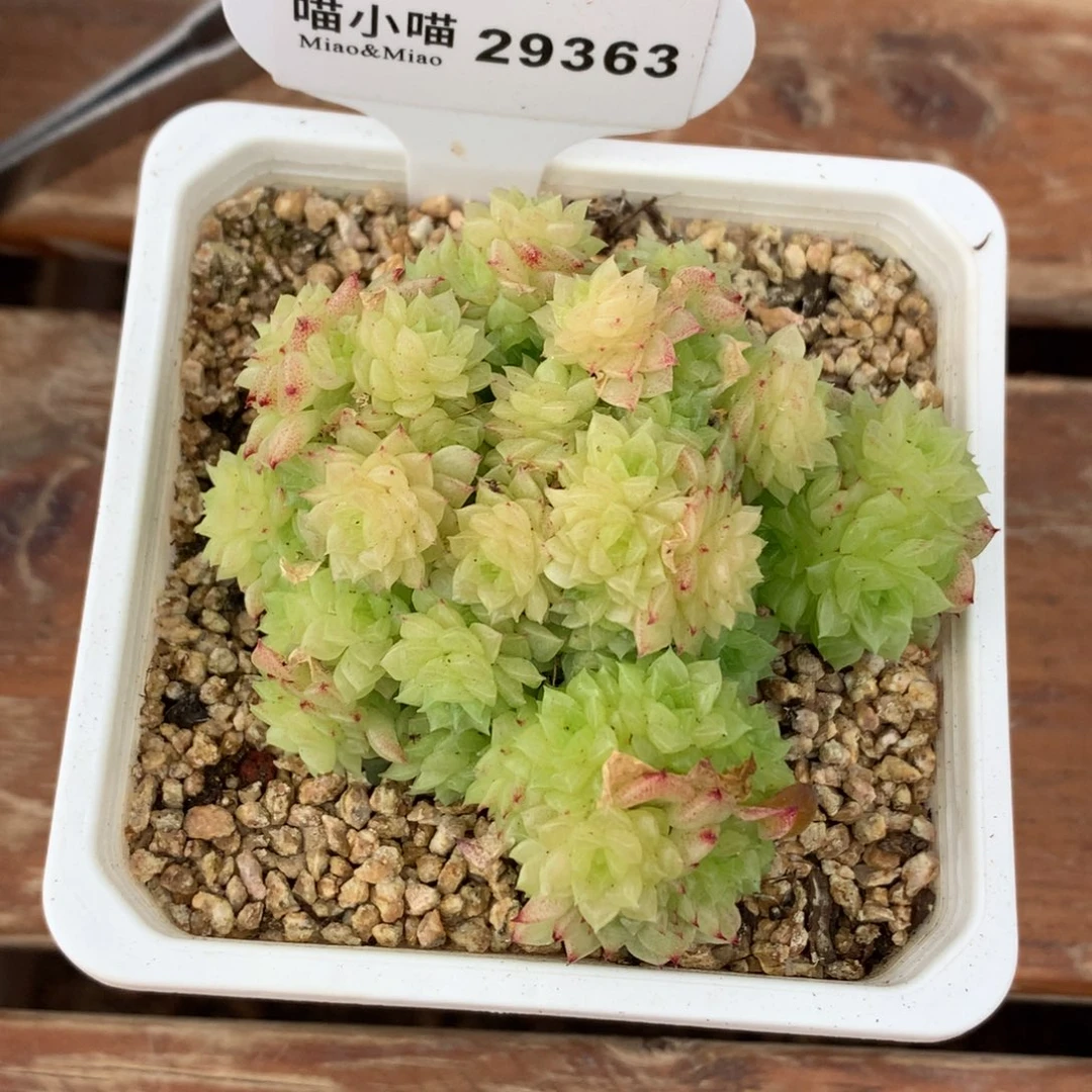 人***短多肉植物杂交珍妮