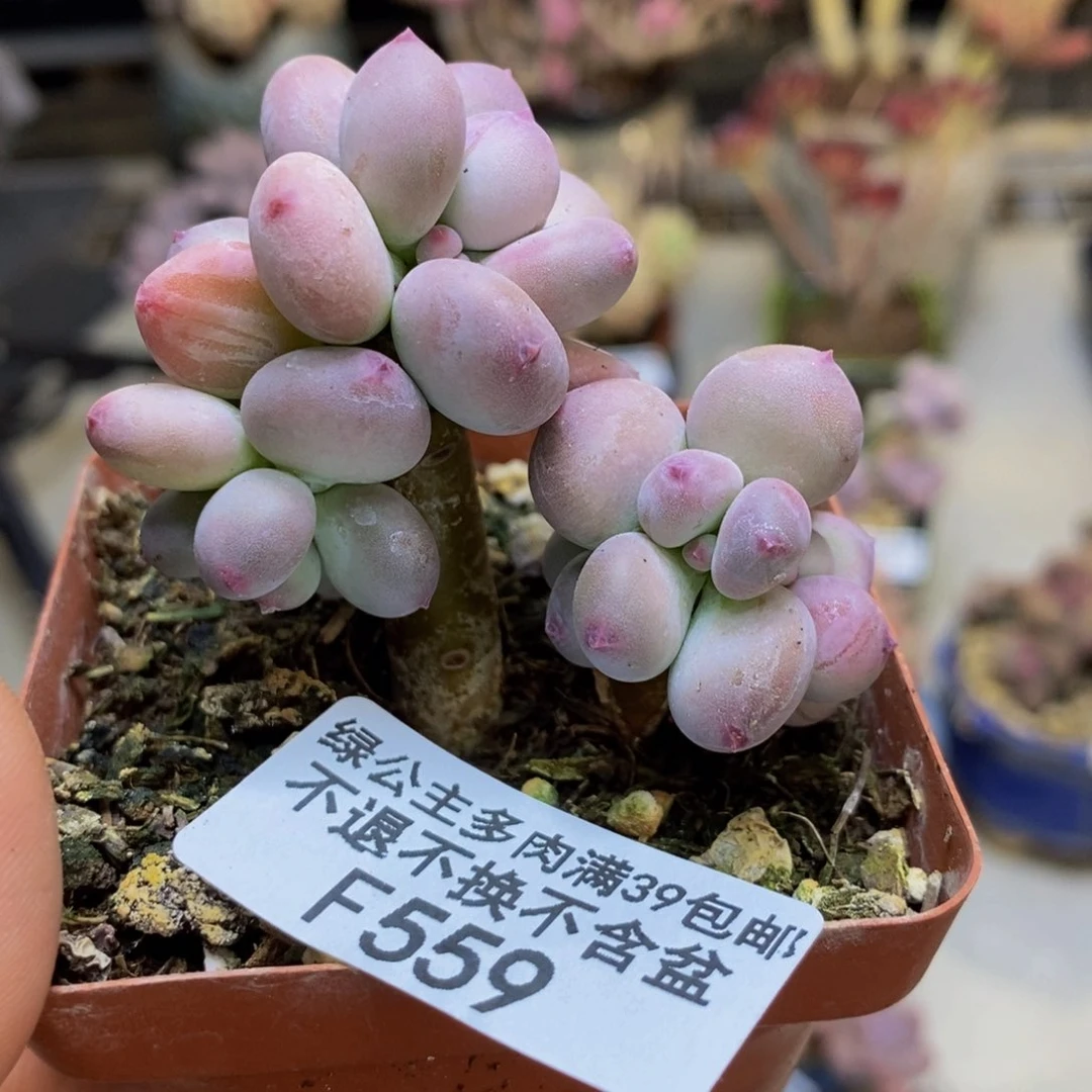 559苹果奶四代多肉5c m