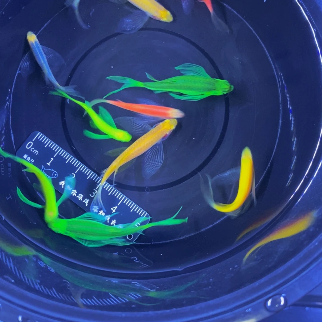 斑马鱼蝶翼斑马大小混搭10送一