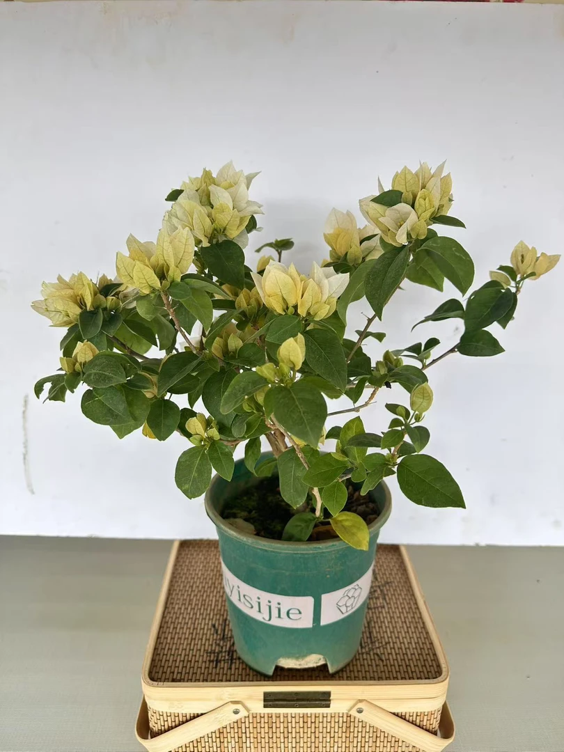 《苏瓦娜》三角梅树苗四季开花耐寒耐热室内庭院盆栽花卉