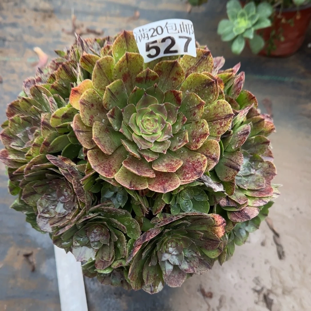 万拉丝527满20包邮断枝不包