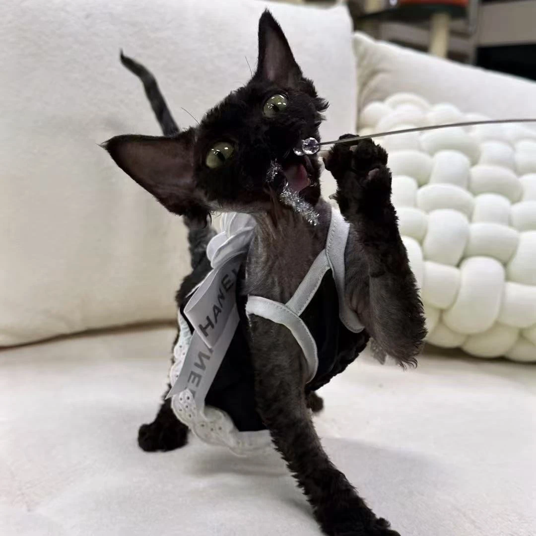 【哆哆与猫】 德文阿比 免疫全 粘人健康 猫猫