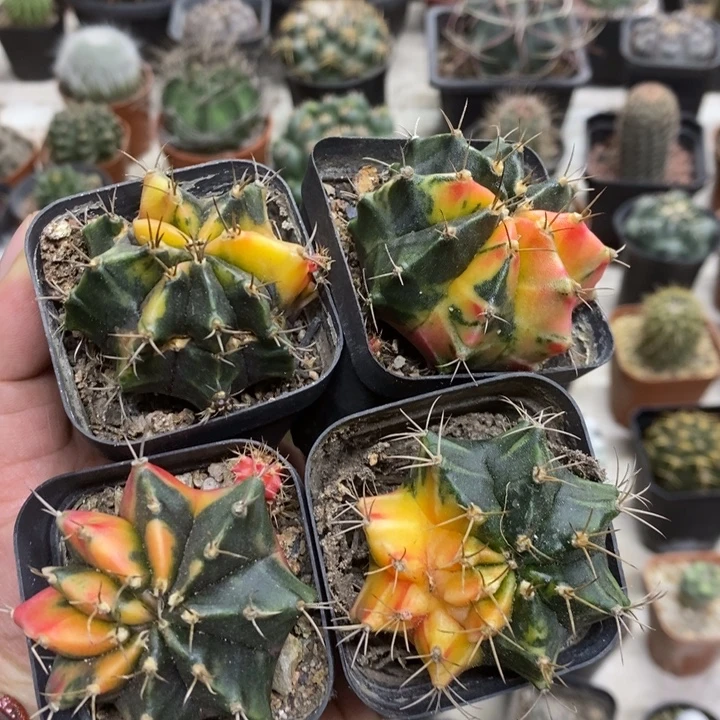 牡丹锦四颗带疤特价