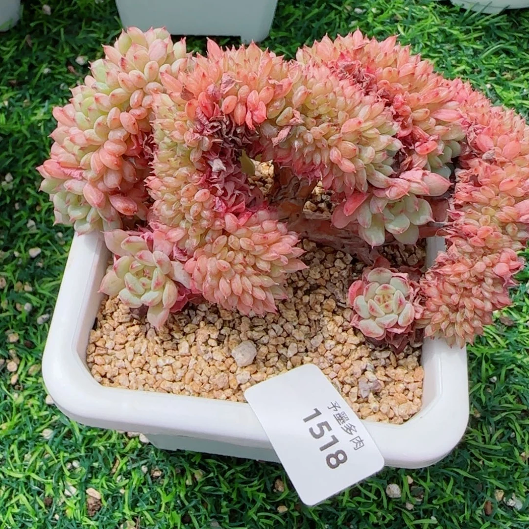白胖子缀化，1518多肉植物