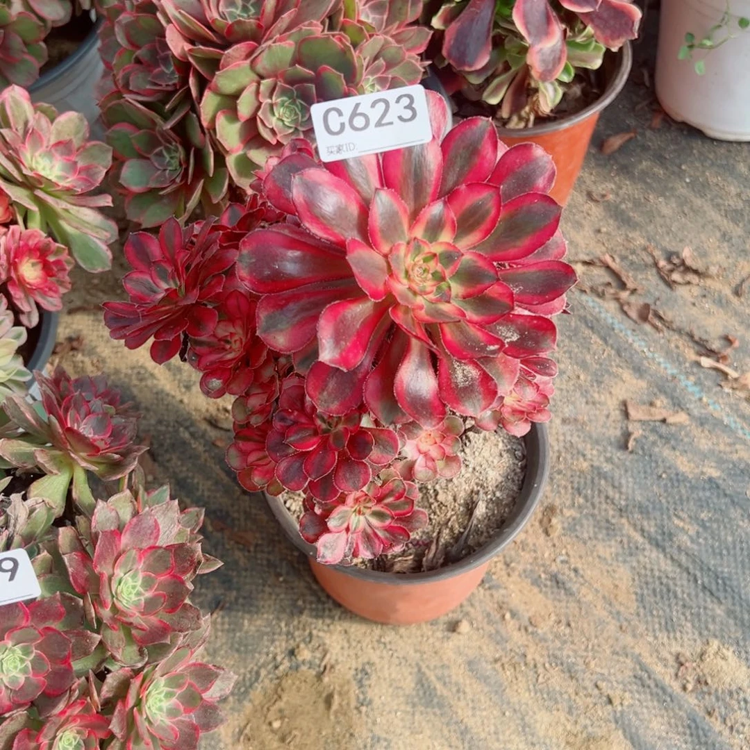 623香内儿多肉植物法师多肉