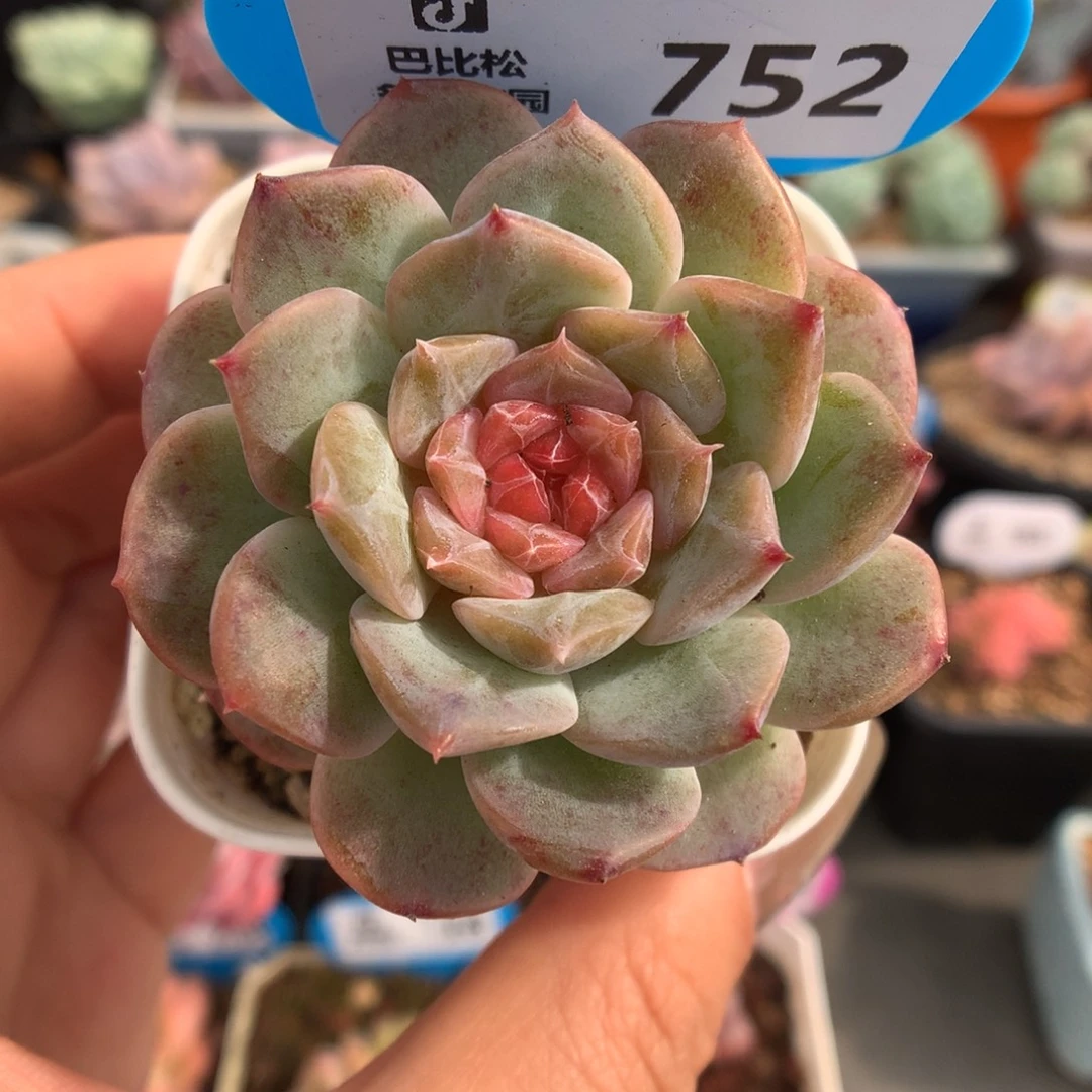 752糖心多肉植物一物一拍