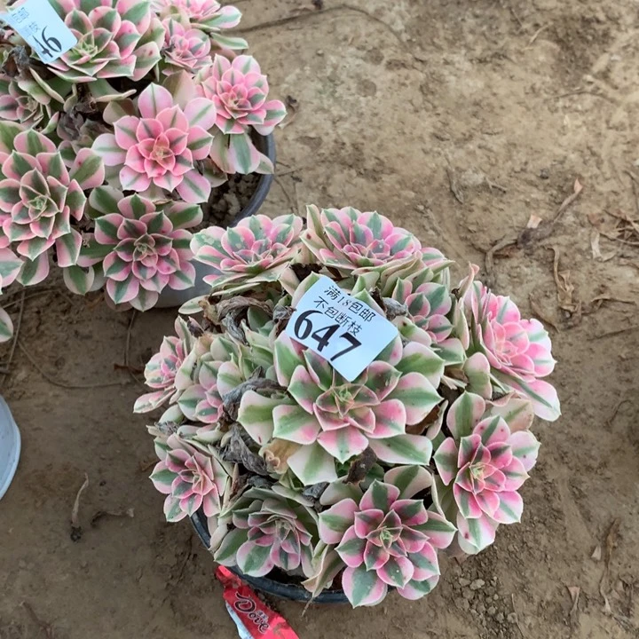 647粉女巫手捧4号