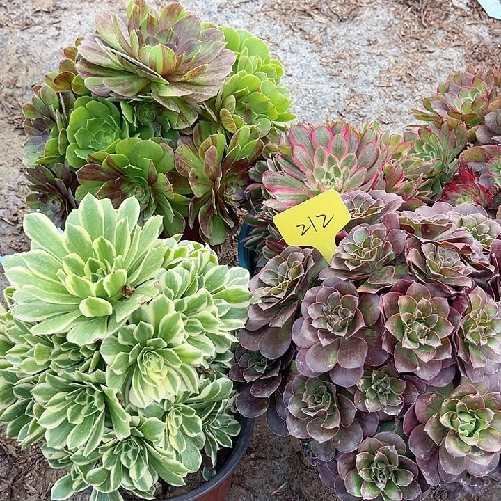 212一颗迈巴赫+一颗媚金玫瑰法师