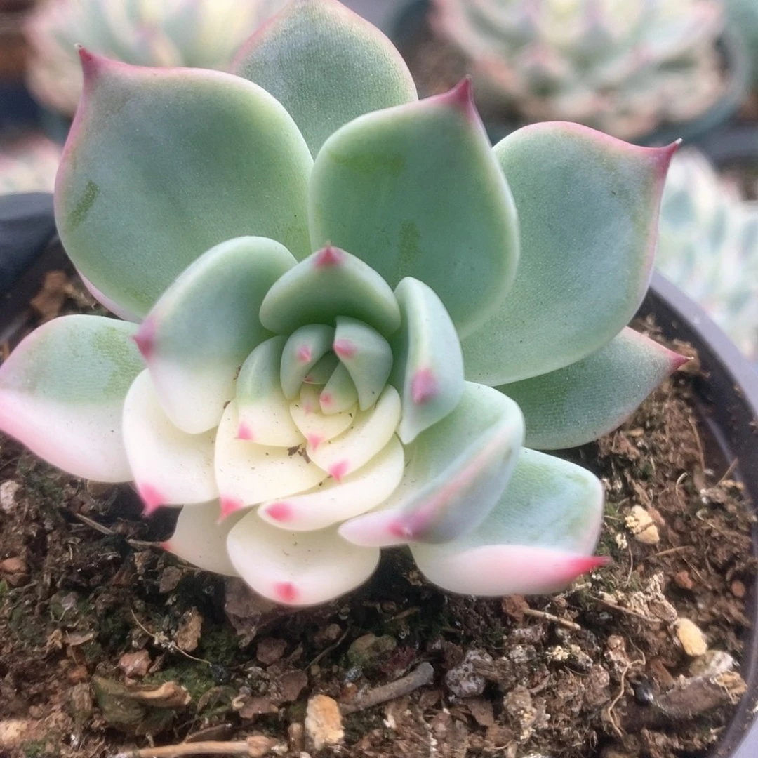 171锦锦锦锦锦锦锦