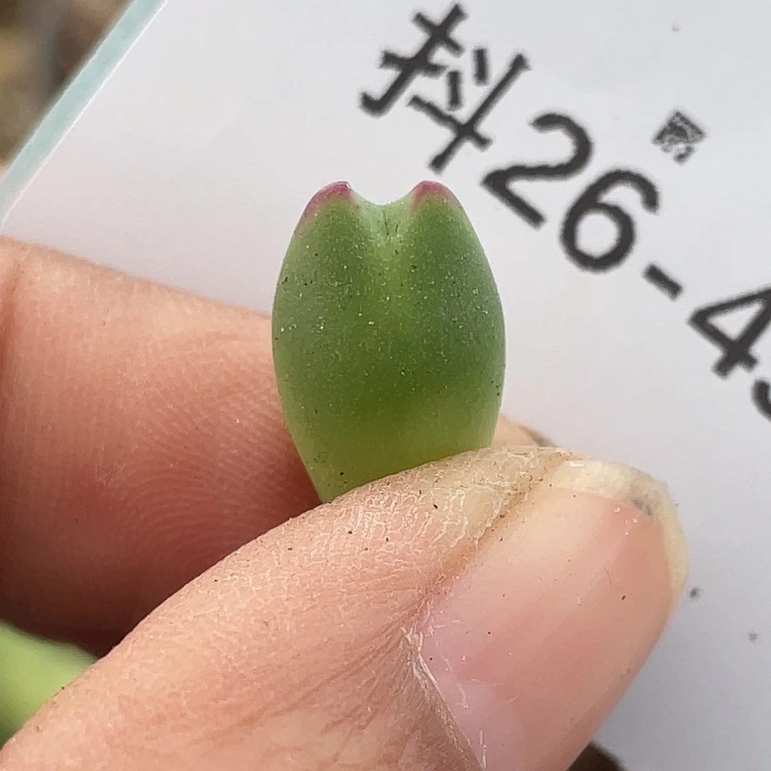 26-49比卡丘多肉植物