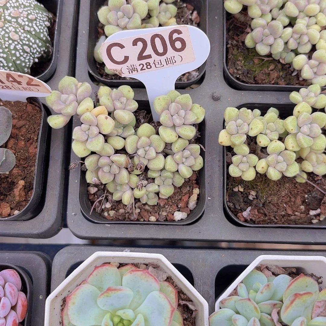 C206丸叶姬秋丽一物一拍