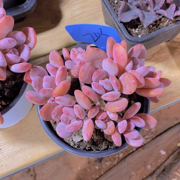 锦**花在家里面吃饭的吗