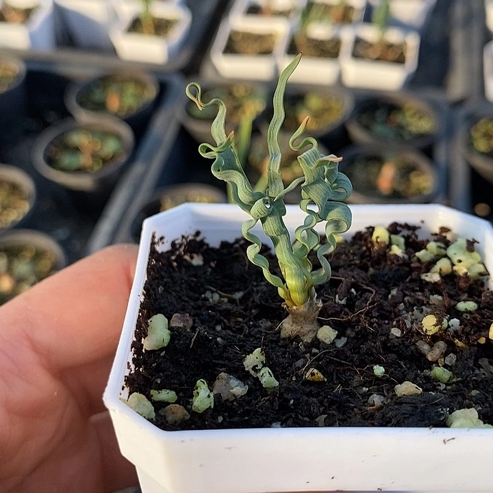 海带弹簧草带盆一一一一一一一