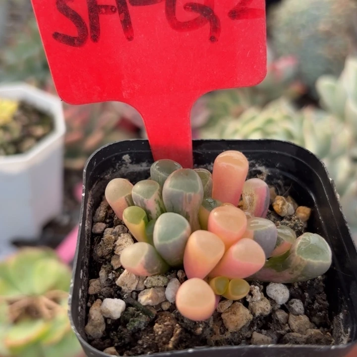 五十玲玉锦多肉植物