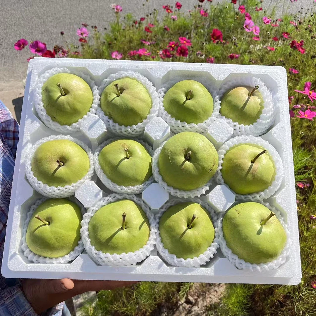 延边特产龙井苹果梨 泡沫箱 12个 一个果《 300g-350g》